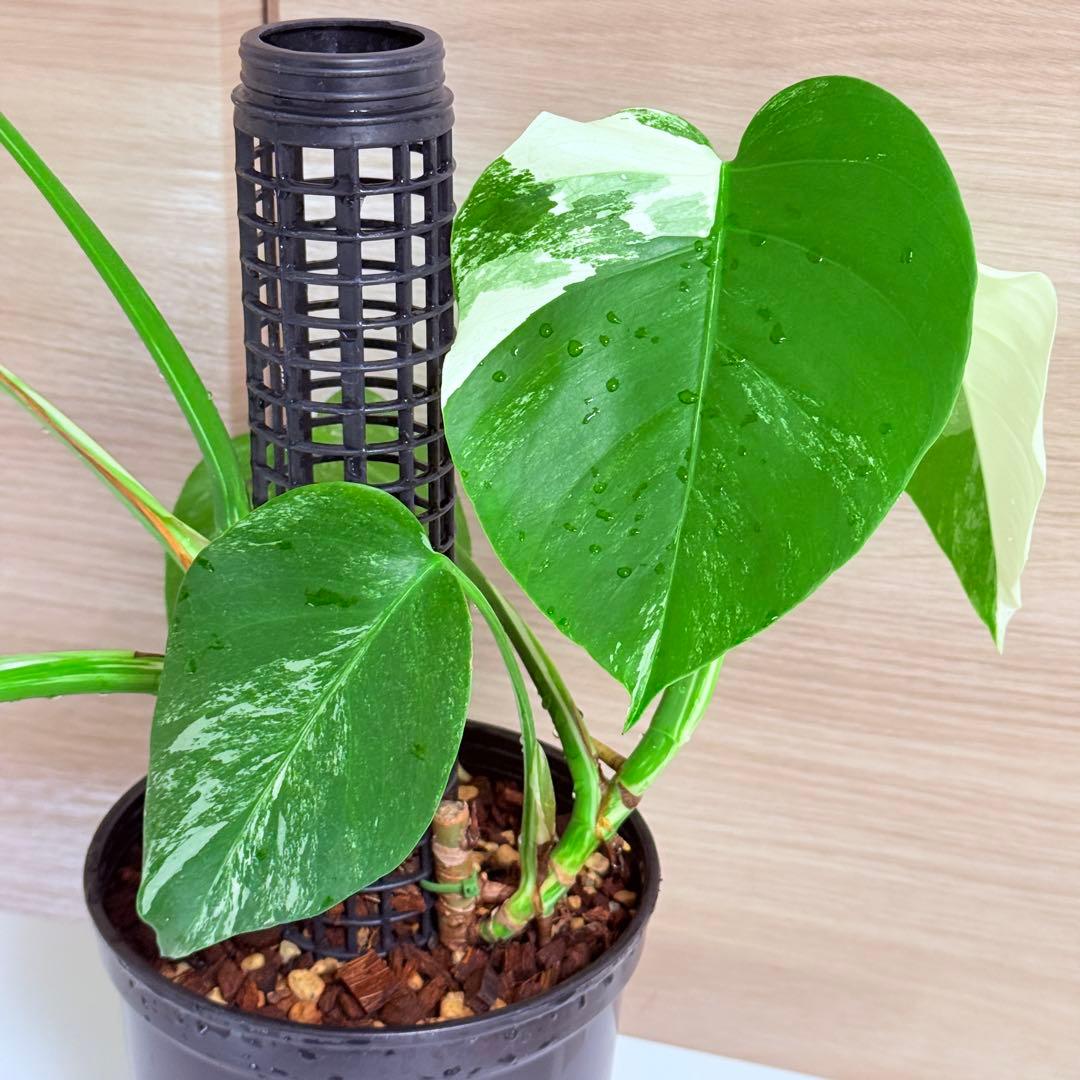 モンステラ ボルシギアナ ホワイトタイガー 斑入りモンステラ 育成株