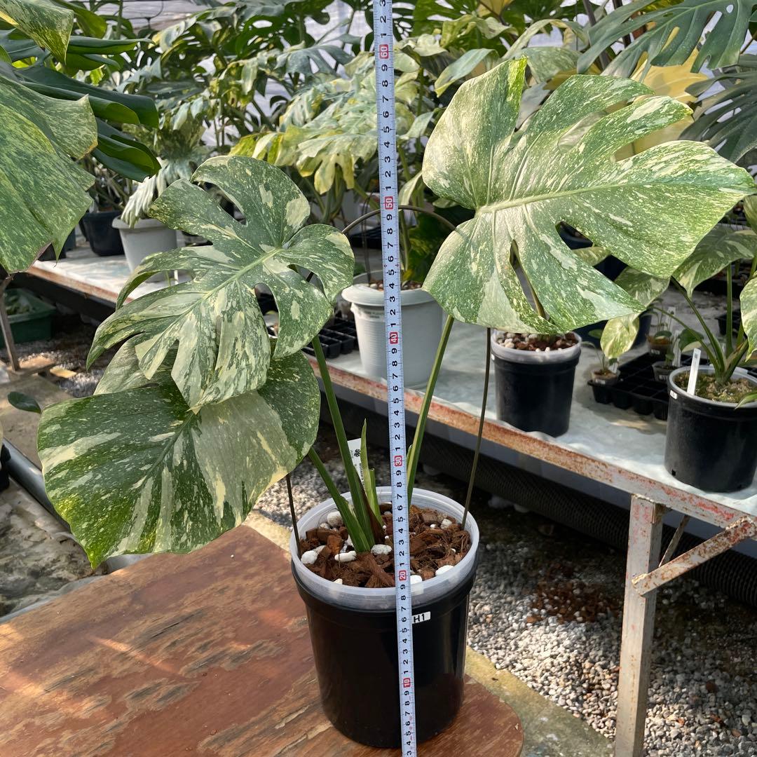 H1 モンステラ　レガシー　美斑入り株