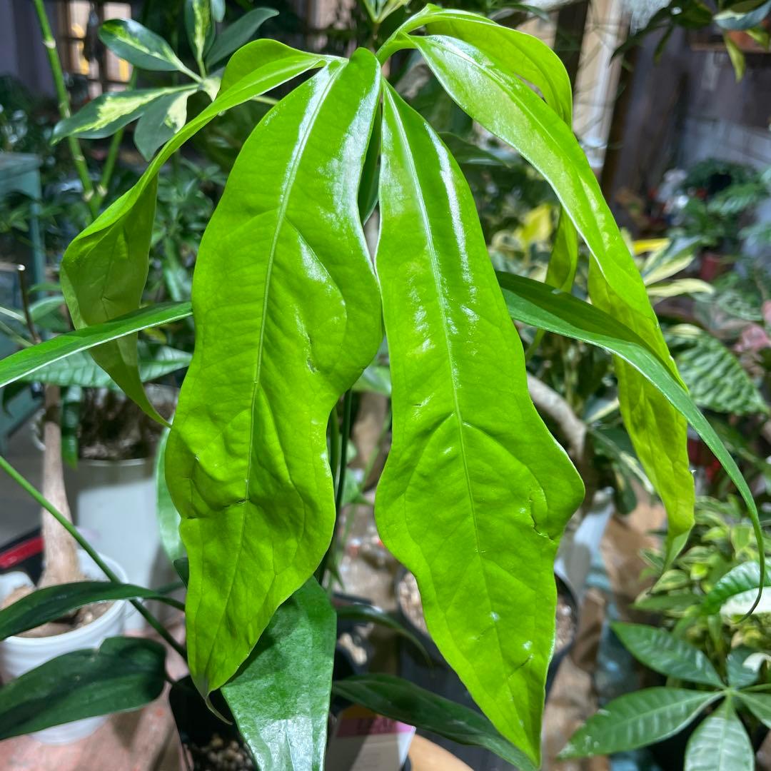 アンスリウム　カリブレイリー