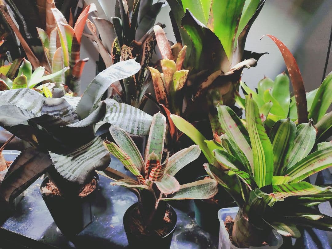 タンクブロメリア まとめ売り！引き取り限定