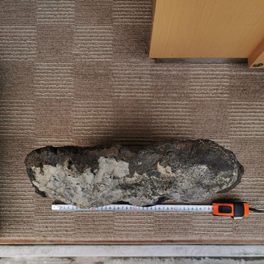 根尾谷産　菊花石　13キロ　鑑賞石　石　置物　オブジェ　インテリア　盆石　盆栽