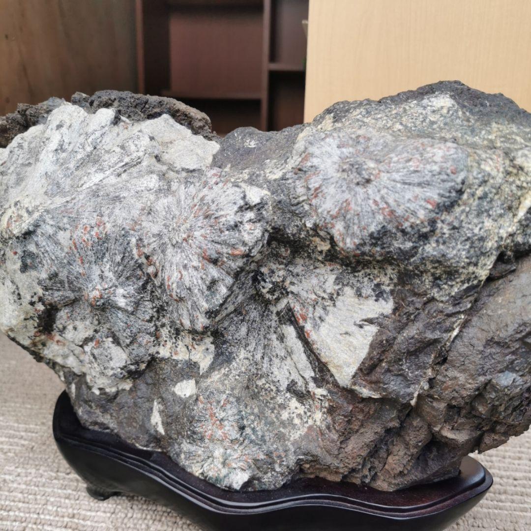 根尾谷産　菊花石　13キロ　鑑賞石　石　置物　オブジェ　インテリア　盆石　盆栽