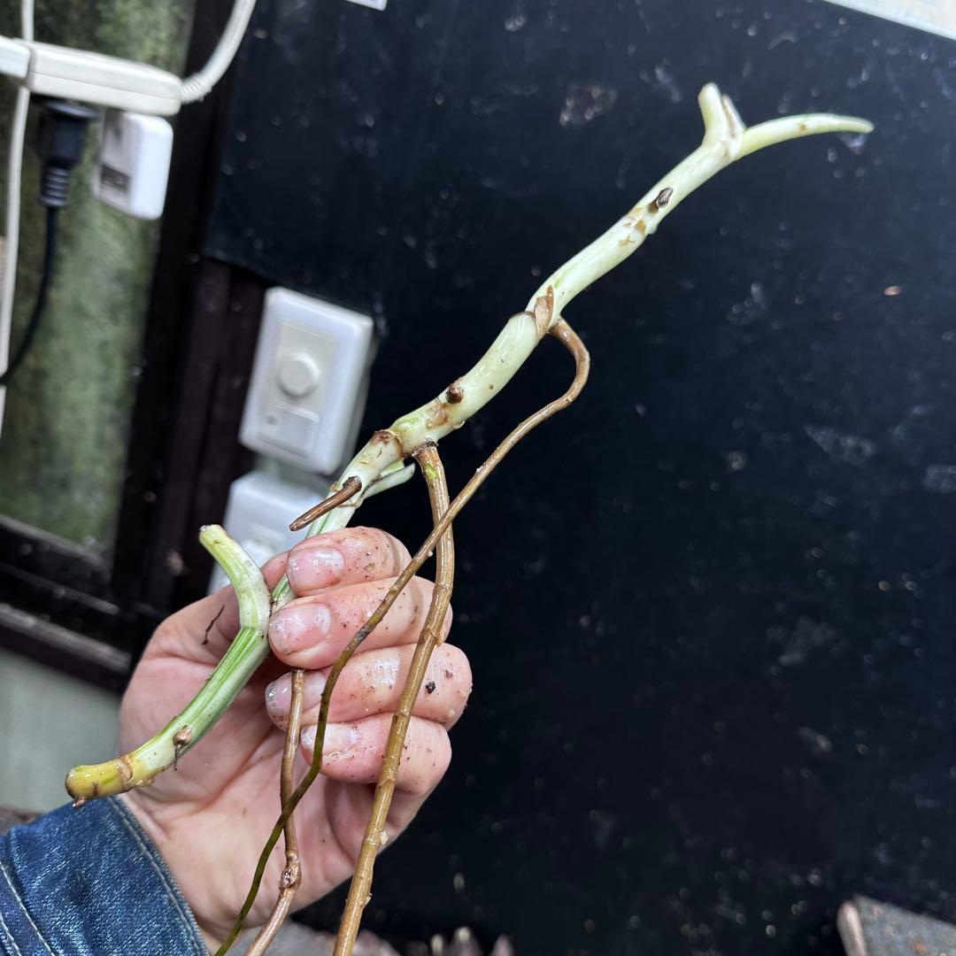 a*a様 斑入りモンステラホワイトタイガー大茎8株おまとめ