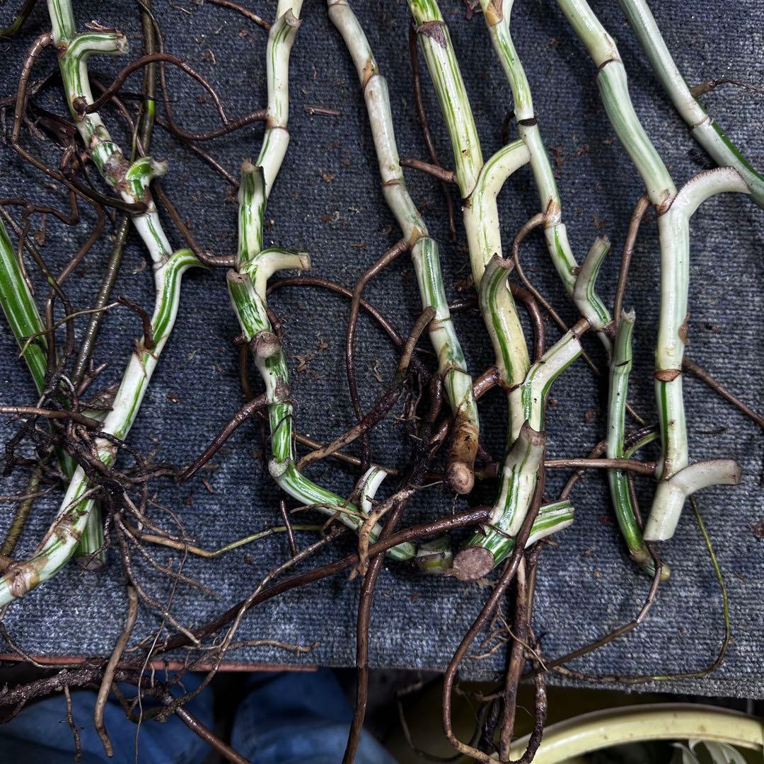 a*a様 斑入りモンステラホワイトタイガー大茎8株おまとめ