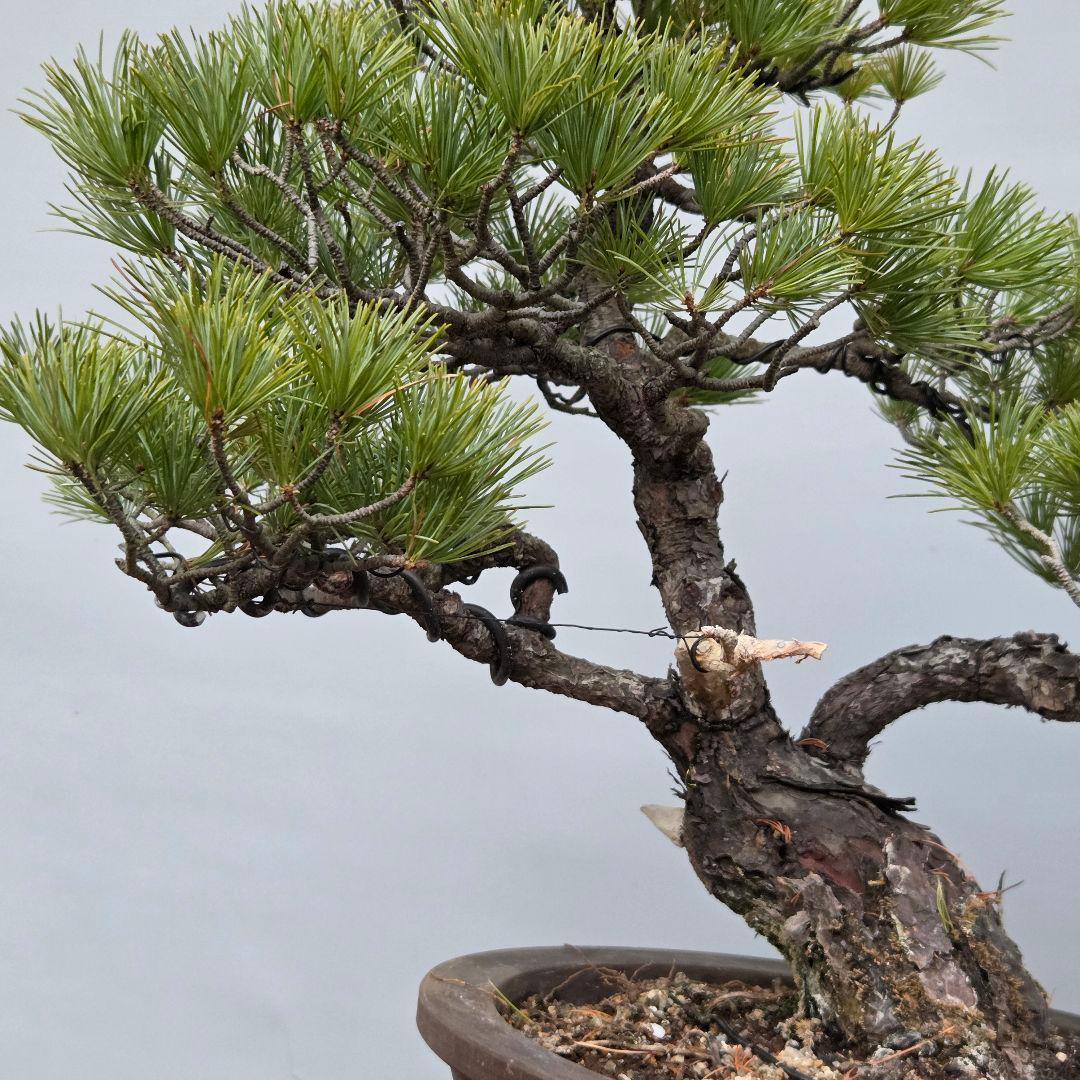五葉松　[斜幹模様木]　中品盆栽