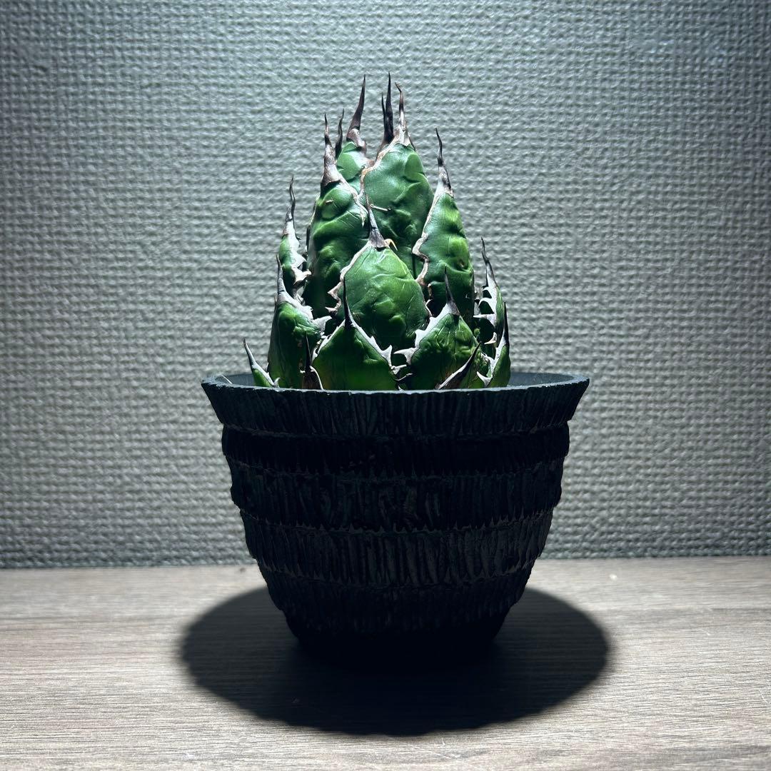 アガベ ホリダ ドワーフ カリフォルニア 陽炎 D.I.P鉢付き