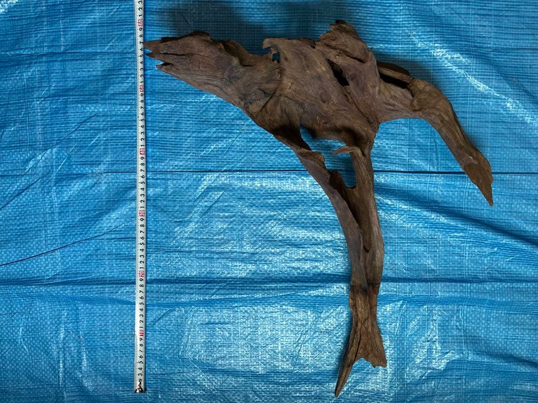 ADA ホーンウッド　特大