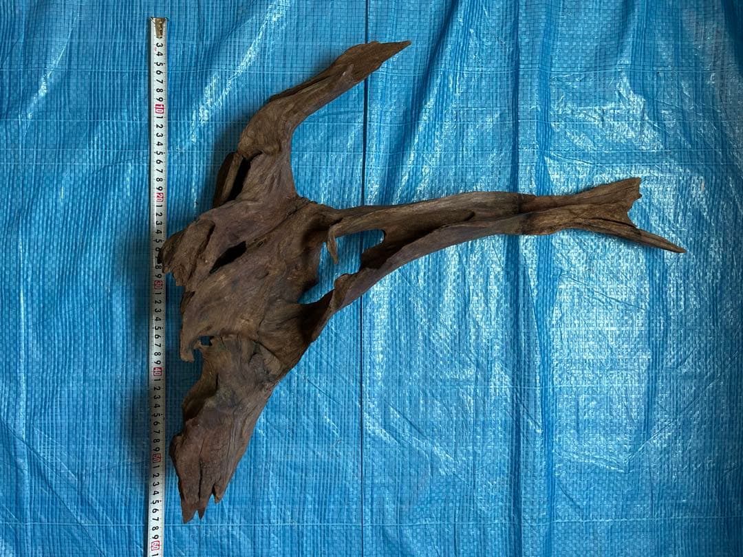 ADA ホーンウッド　特大