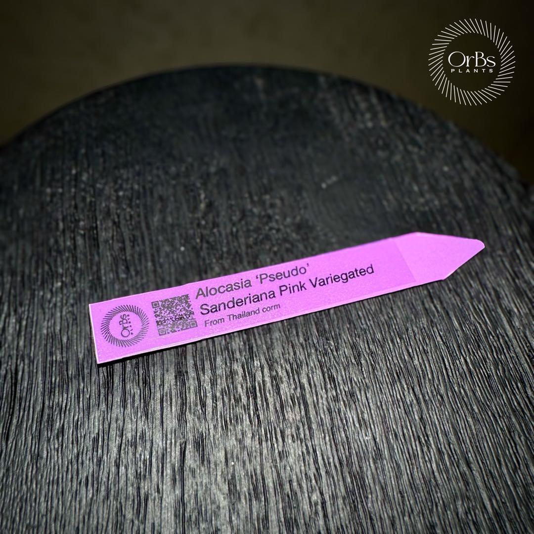 【芋から育成】アロカシア プセウド サンデリアーナ ピンク斑入り 美斑 流通少