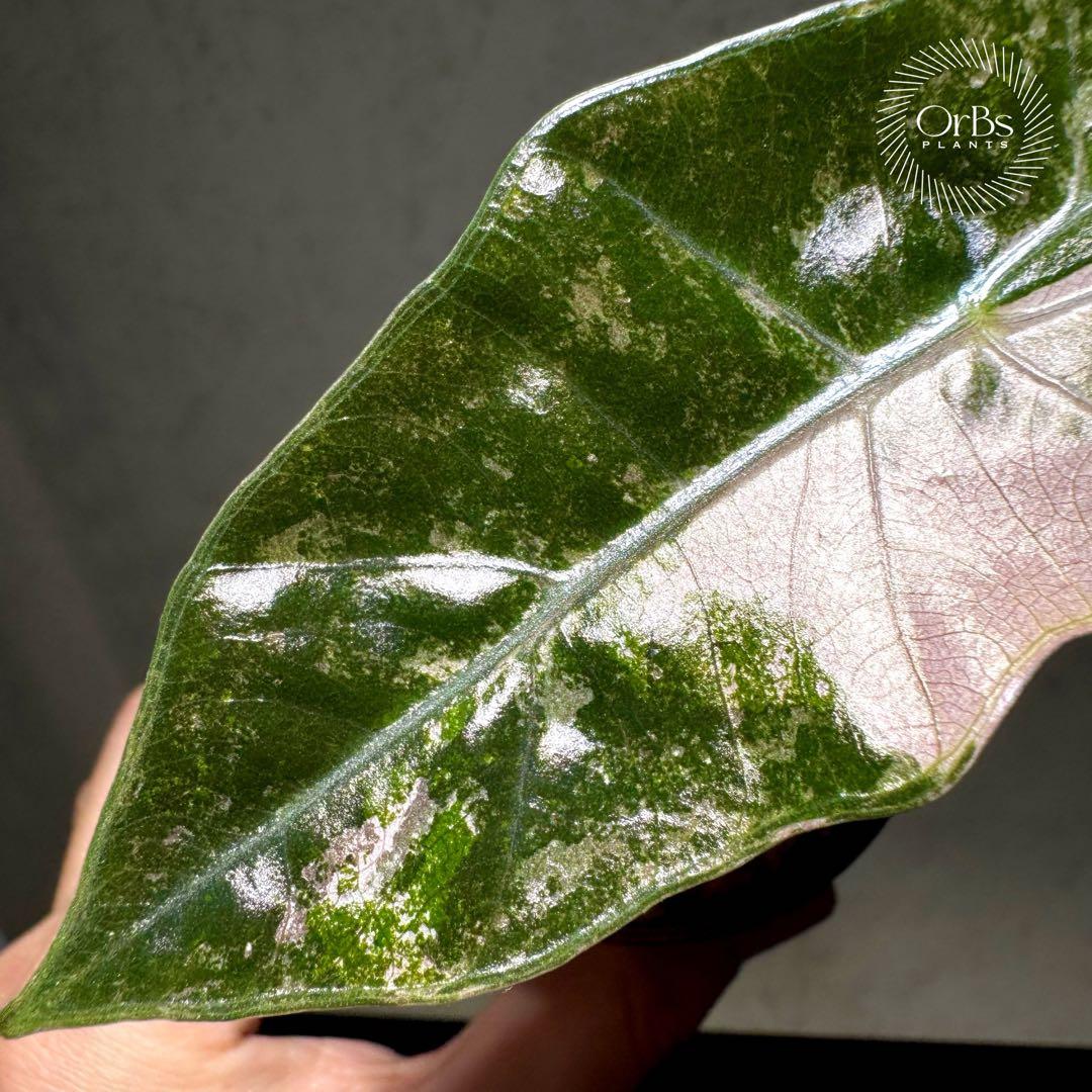 【芋から育成】アロカシア プセウド サンデリアーナ ピンク斑入り 美斑 流通少