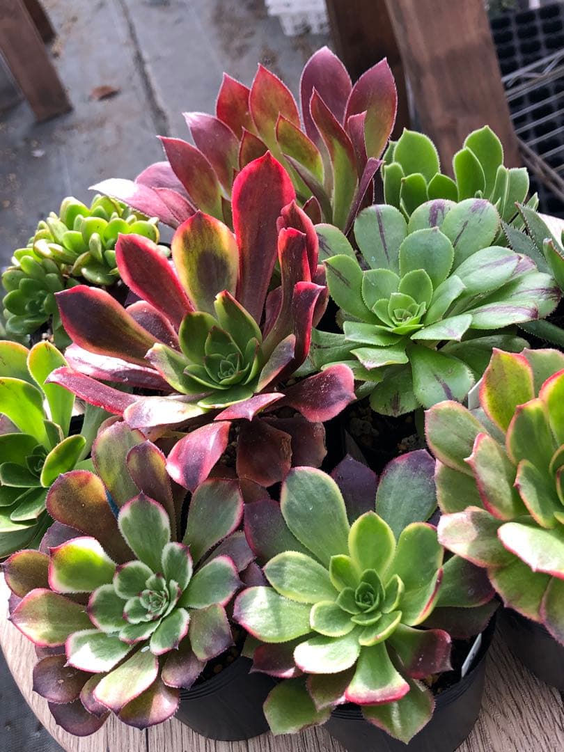 アエオニウム 10品種♡抜き苗セット③