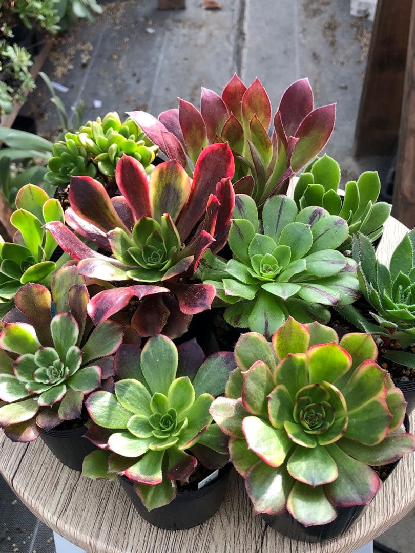 アエオニウム 10品種♡抜き苗セット③