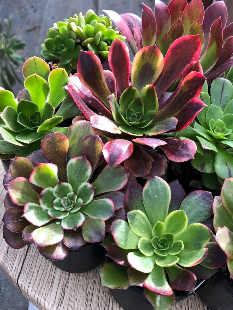 アエオニウム 10品種♡抜き苗セット③