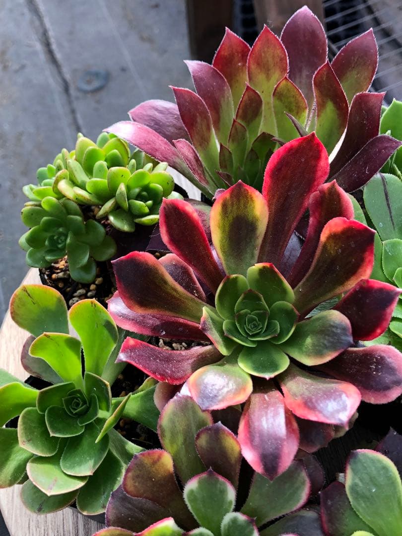 アエオニウム 10品種♡抜き苗セット③