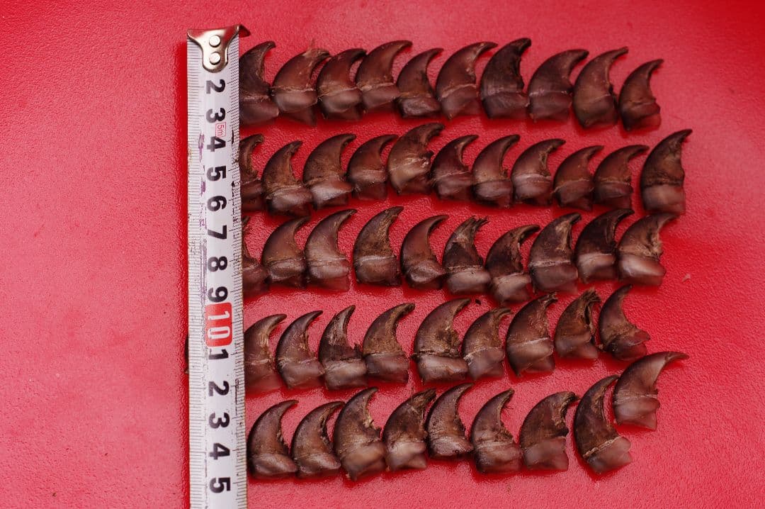 月の輪熊　ツキノワグマ　爪　小さめ　50本セット