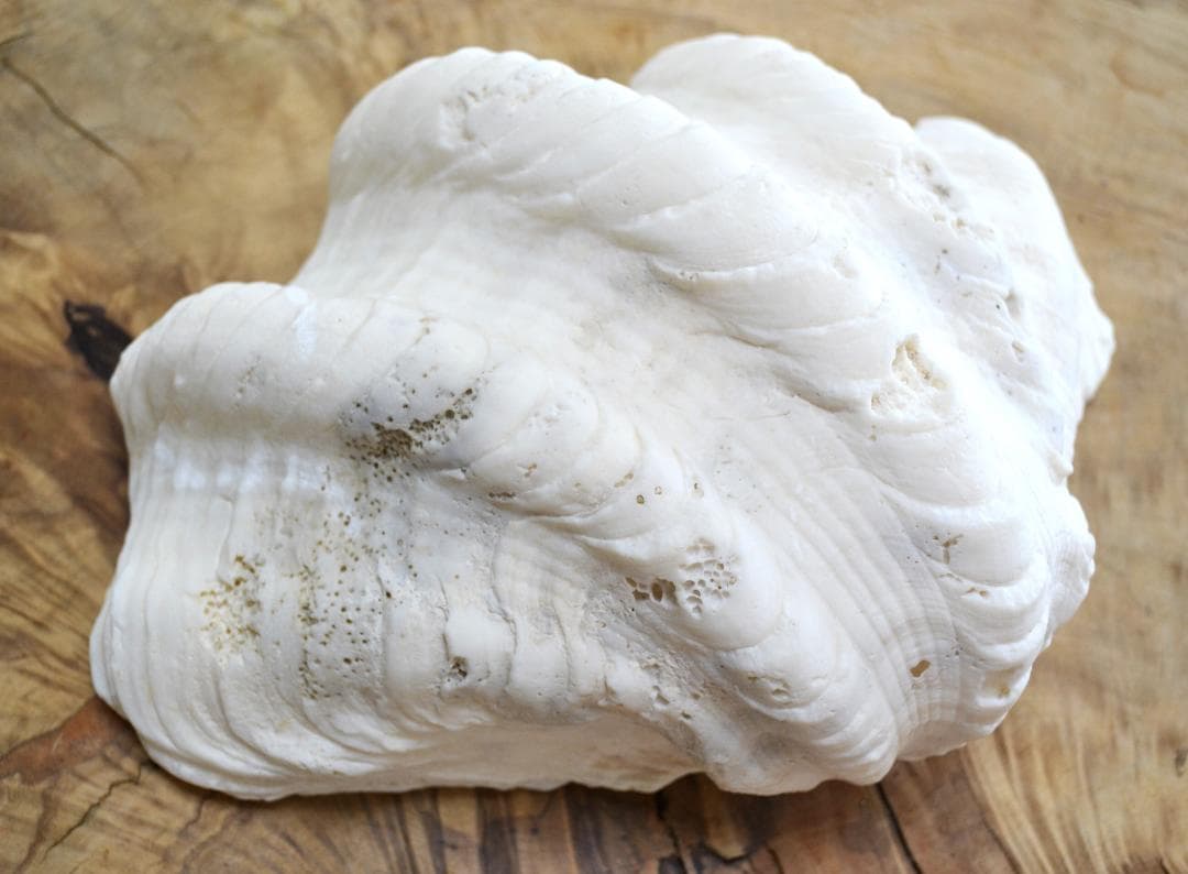 大きめのシャコ貝　シャコガイ　30×21×14cm 3.6kg 八重山