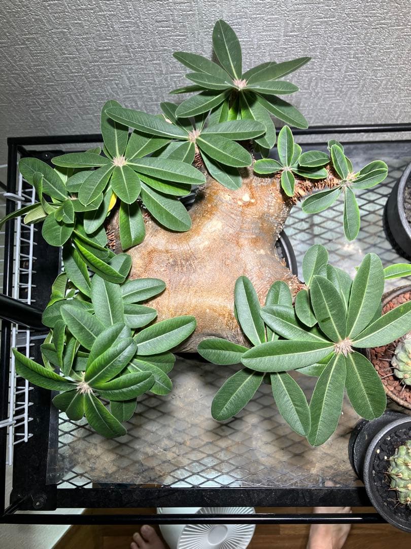 パキポディウム ・マカイエンセ　現地球　扁平　赤肌　プラ鉢　検）黒王丸　パキプス