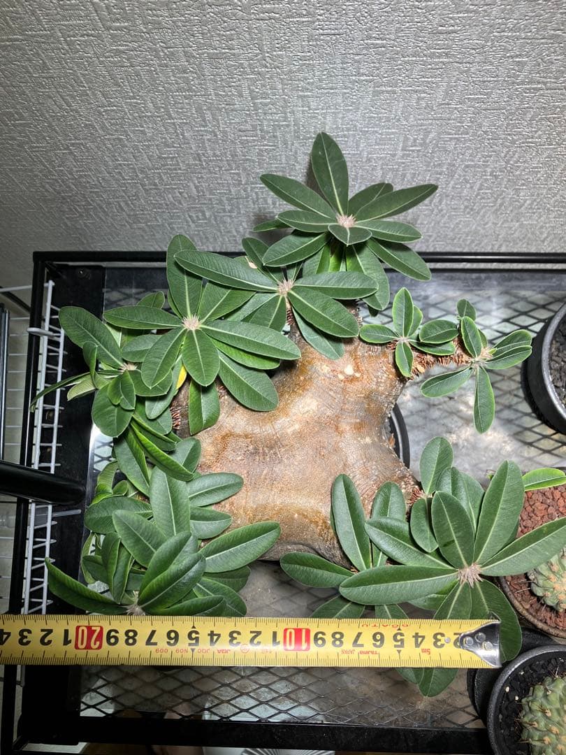 パキポディウム ・マカイエンセ　現地球　扁平　赤肌　プラ鉢　検）黒王丸　パキプス