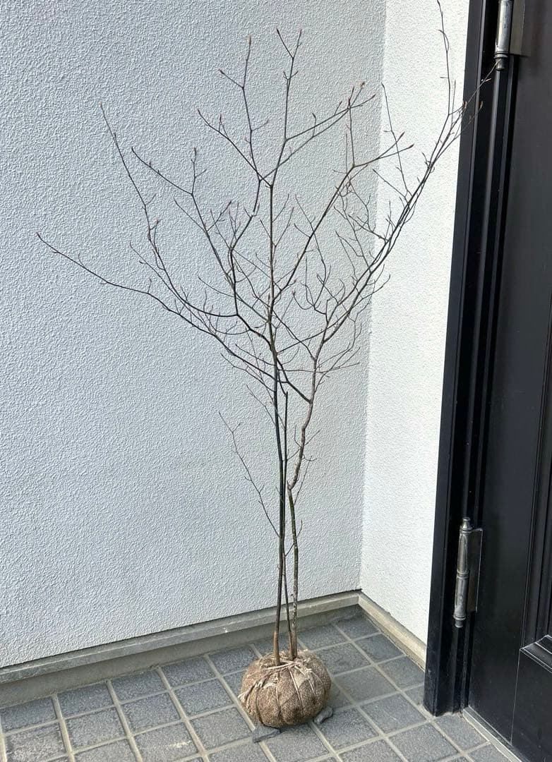 クロモジ（根巻き苗）黒文字　クロモジ苗木