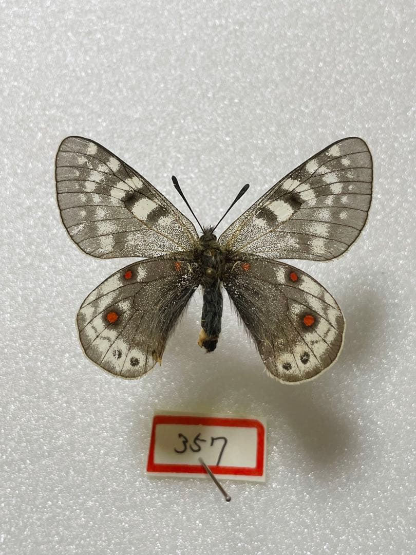 パルナシウス・アクデスティス（メス、チベット産）