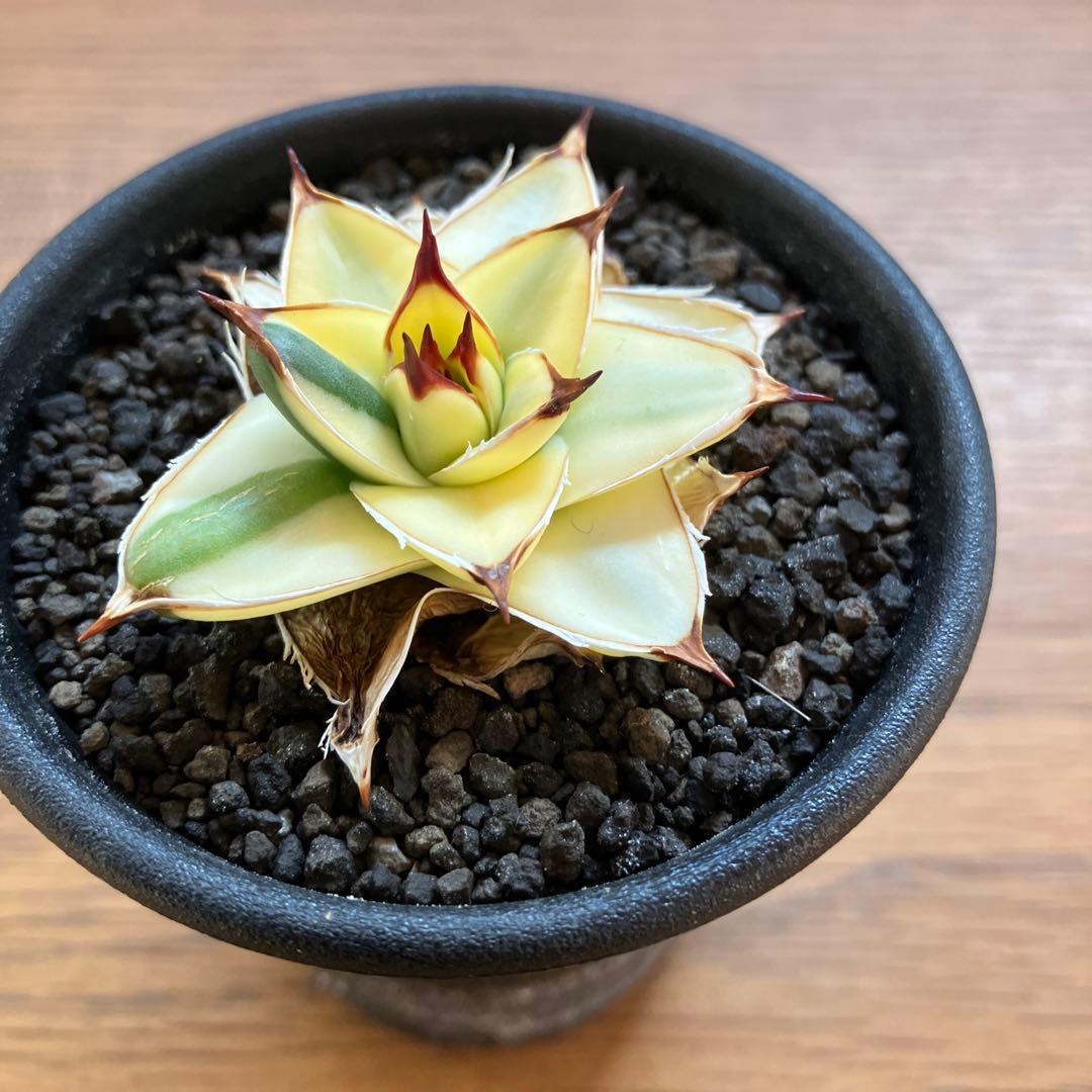 タ*ー様 超選抜【選抜オークション】④特大　アガべ　王妃笹の雪A型　ピンキーTC