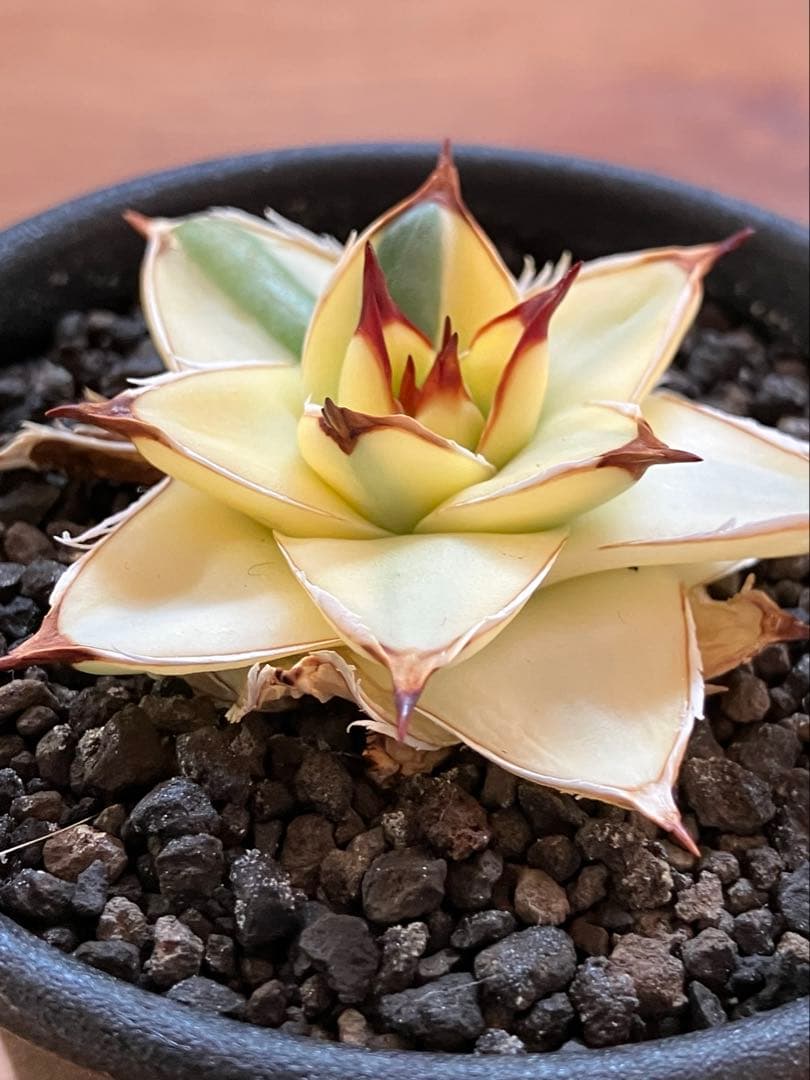 タ*ー様 超選抜【選抜オークション】④特大　アガべ　王妃笹の雪A型　ピンキーTC