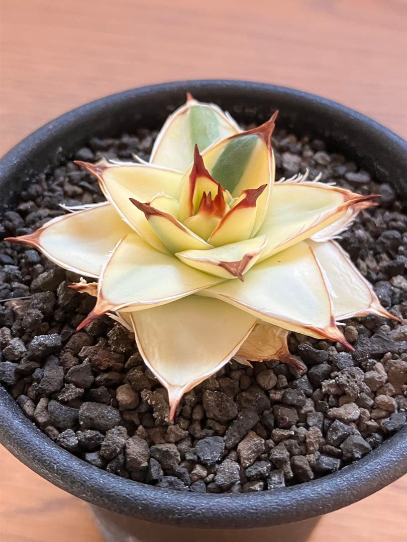 タ*ー様 超選抜【選抜オークション】④特大　アガべ　王妃笹の雪A型　ピンキーTC