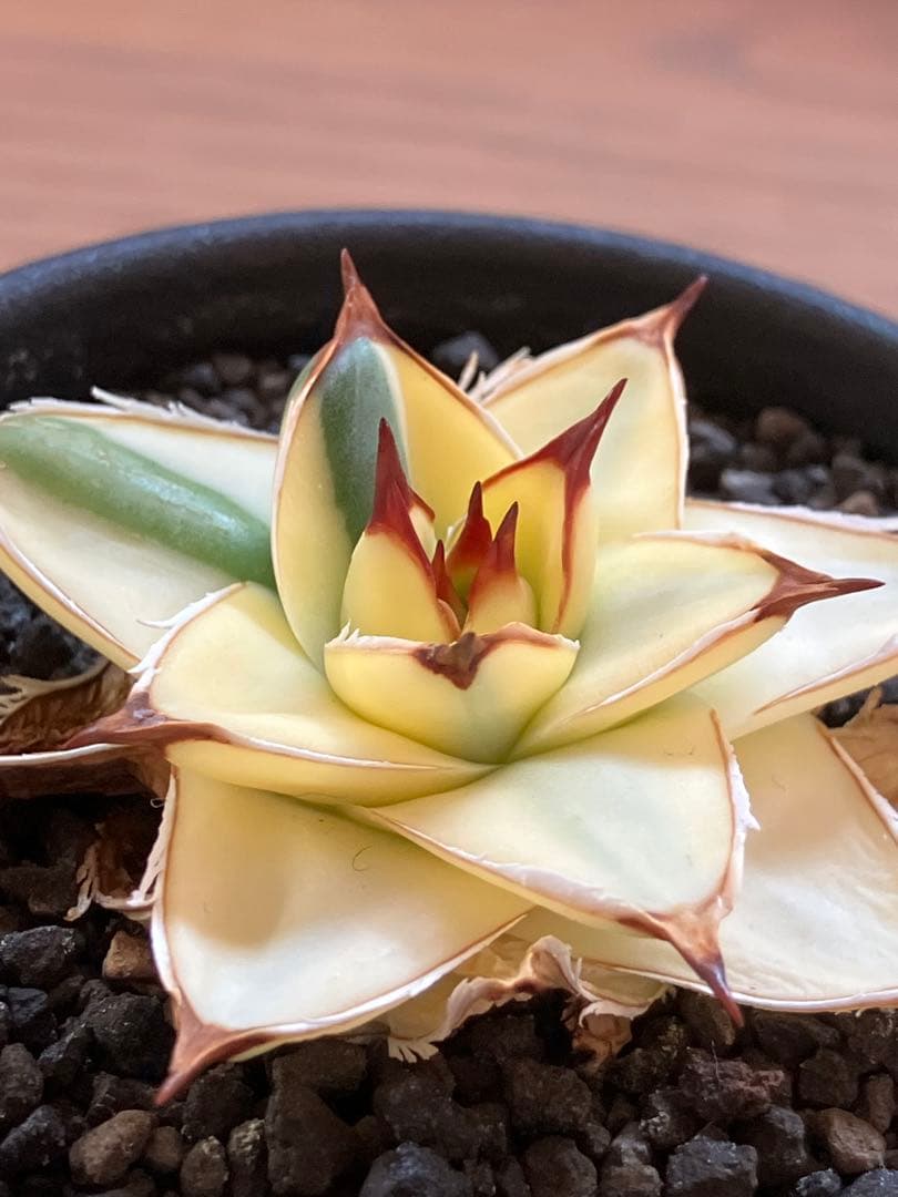 タ*ー様 超選抜【選抜オークション】④特大　アガべ　王妃笹の雪A型　ピンキーTC