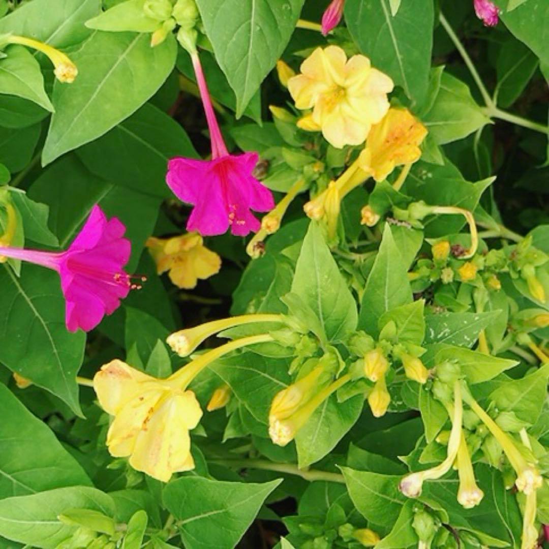 オシロイバナ　ミックス色　苗4株塊根　おしろい花　白粉花　夕化粧　白粉花　花の苗