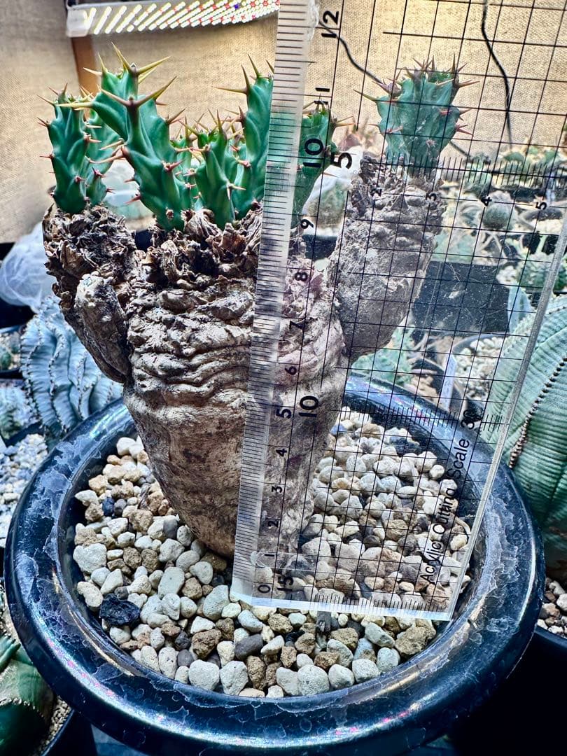 専用ユーフォルビア クラビゲラ　現地球　発根済み　美形 3ヘッド