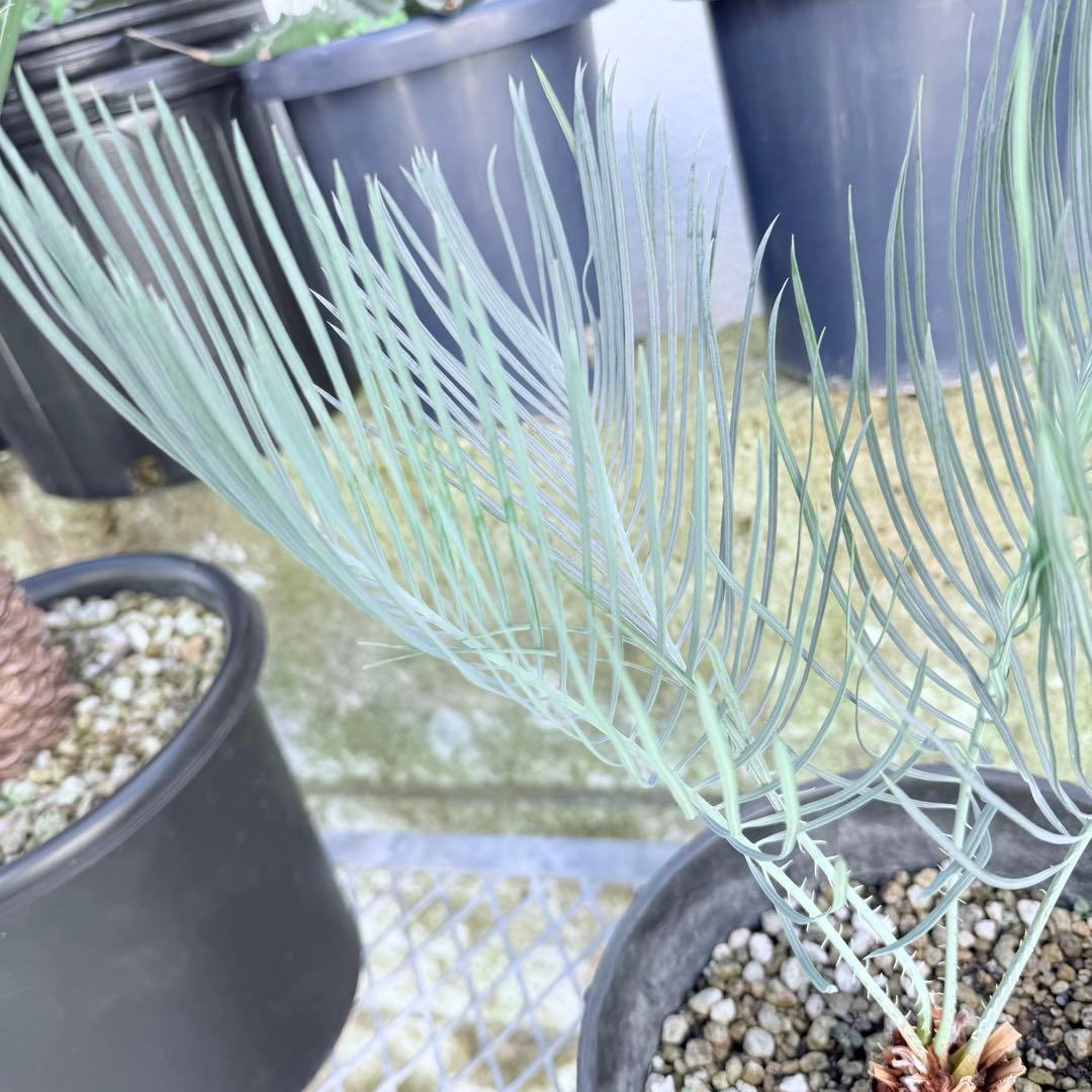 サイズM 希少 赤肌 サイカス カイルンシアナ 観葉植物