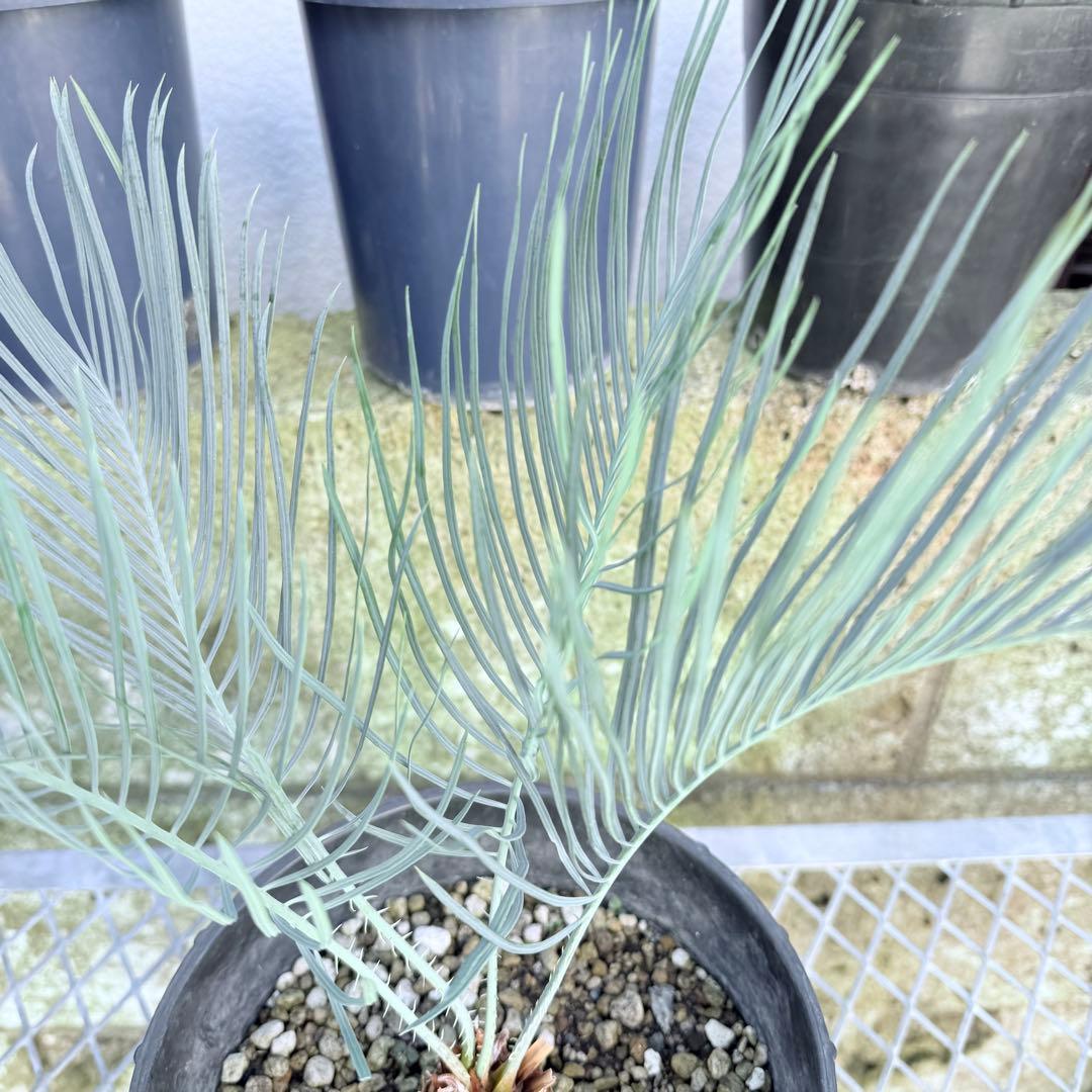 サイズM 希少 赤肌 サイカス カイルンシアナ 観葉植物