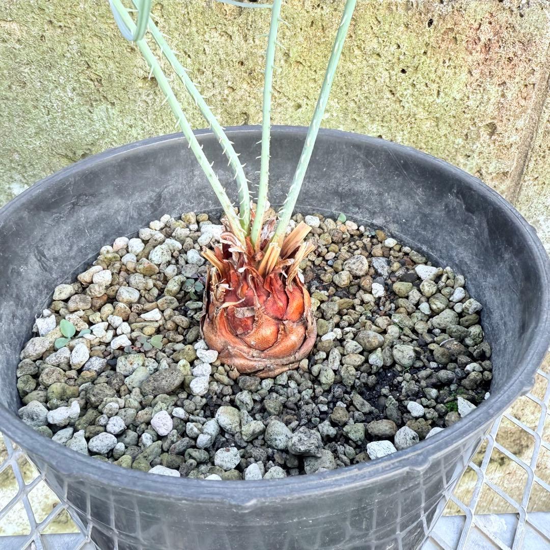 サイズM 希少 赤肌 サイカス カイルンシアナ 観葉植物