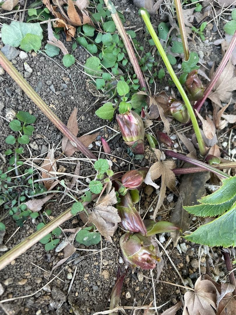 クリスマスローズ　シングル　紫　絞り　超大株　 大苗　株分け