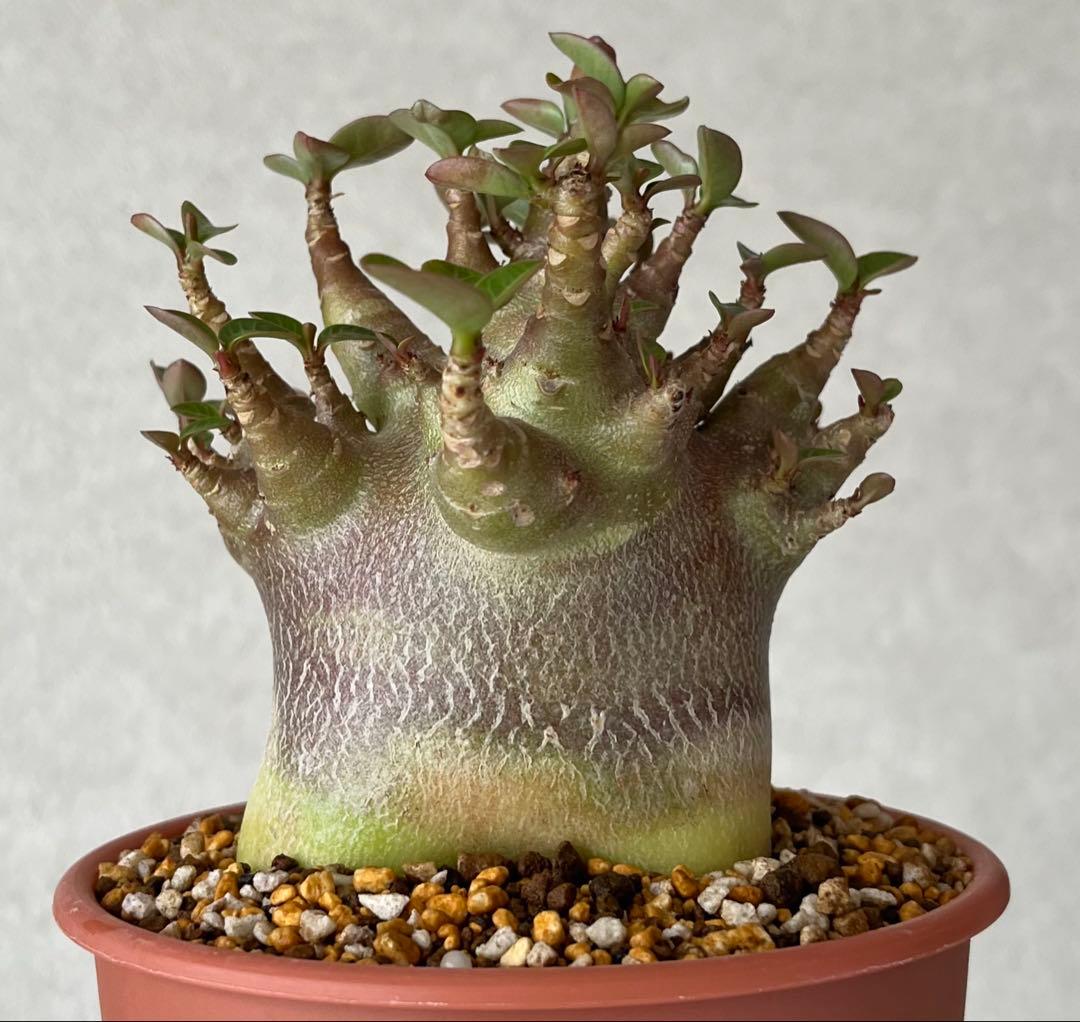 【ブラックスキン/ドワーフ 】アデニウム アラビカム ワンガンルアンダム鉢植え