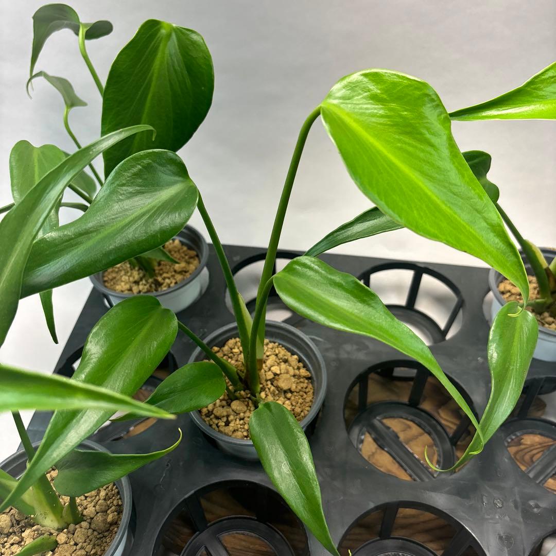 S*T様 5株セットMS03モンステラ バールマルクスフレーム