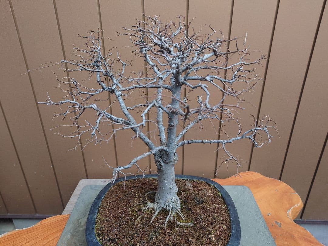 盆栽　欅　樹高36cm