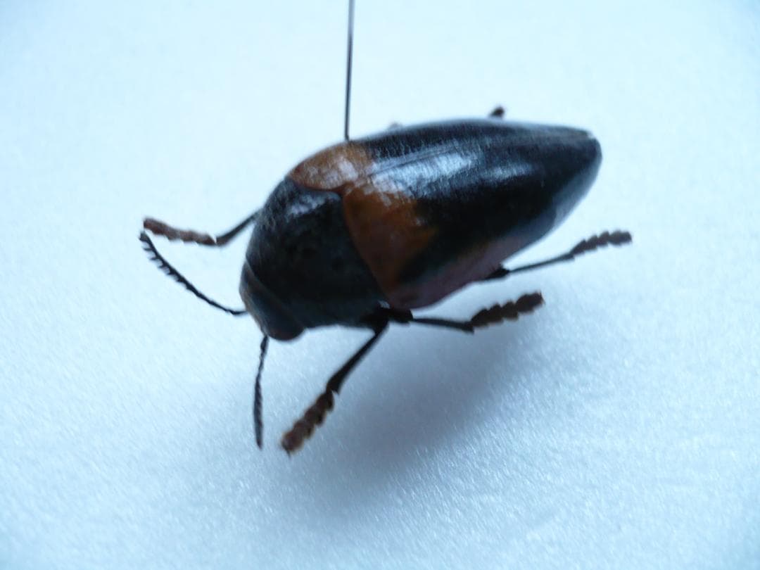 タンザニアのタマムシ Sternocera tricolor