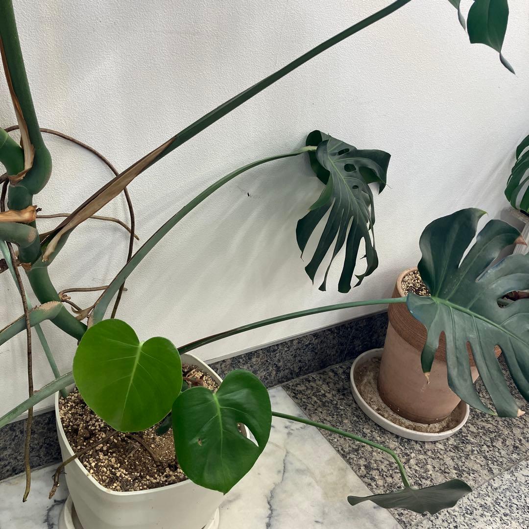 R★新潟市北区引き取り　②モンステラ　特大　高さ148 横幅144㎝