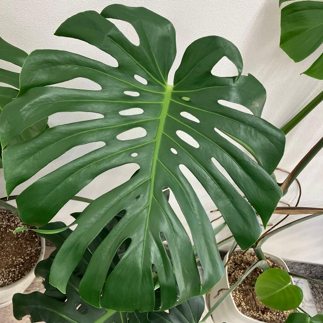 R★新潟市北区引き取り　②モンステラ　特大　高さ148 横幅144㎝