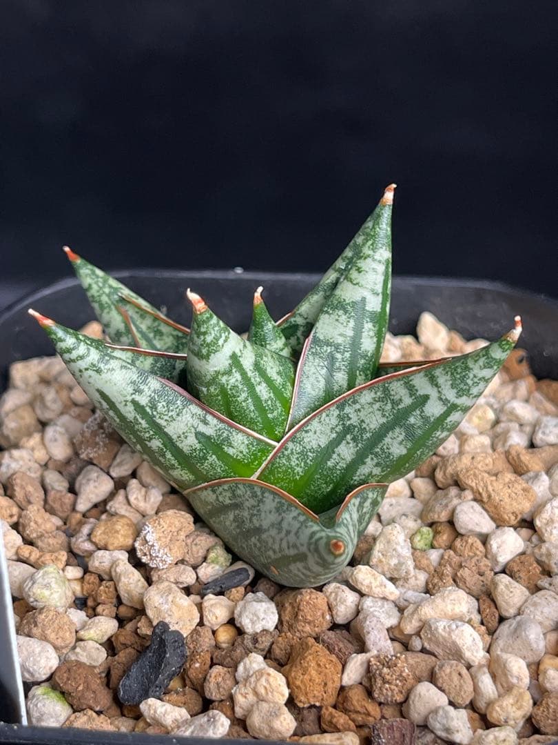 EMP サンセベリア ニアパット ドワーフ / SA397