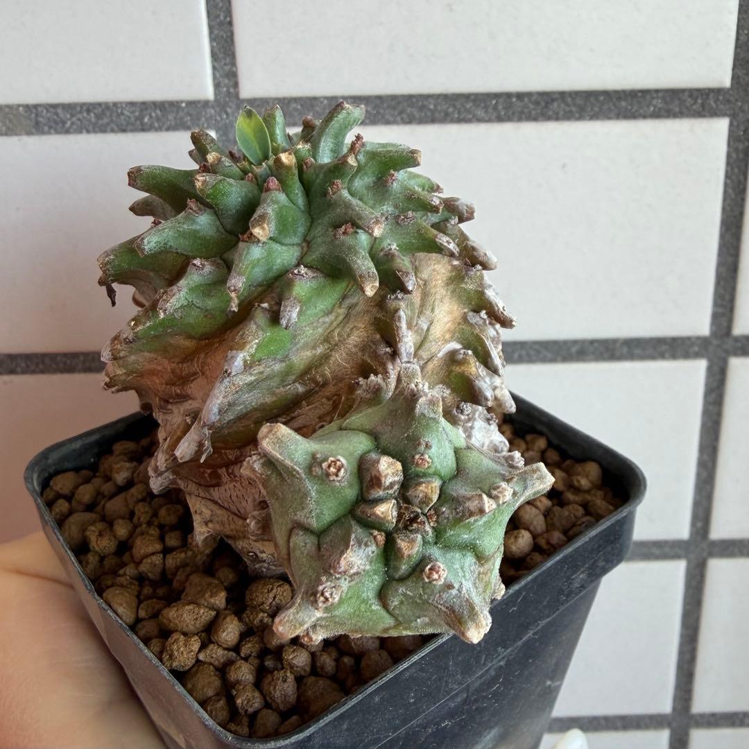 ユーフォルビア オベサ×鉄甲丸 オベサ鉄甲 オベ鉄 子株付き