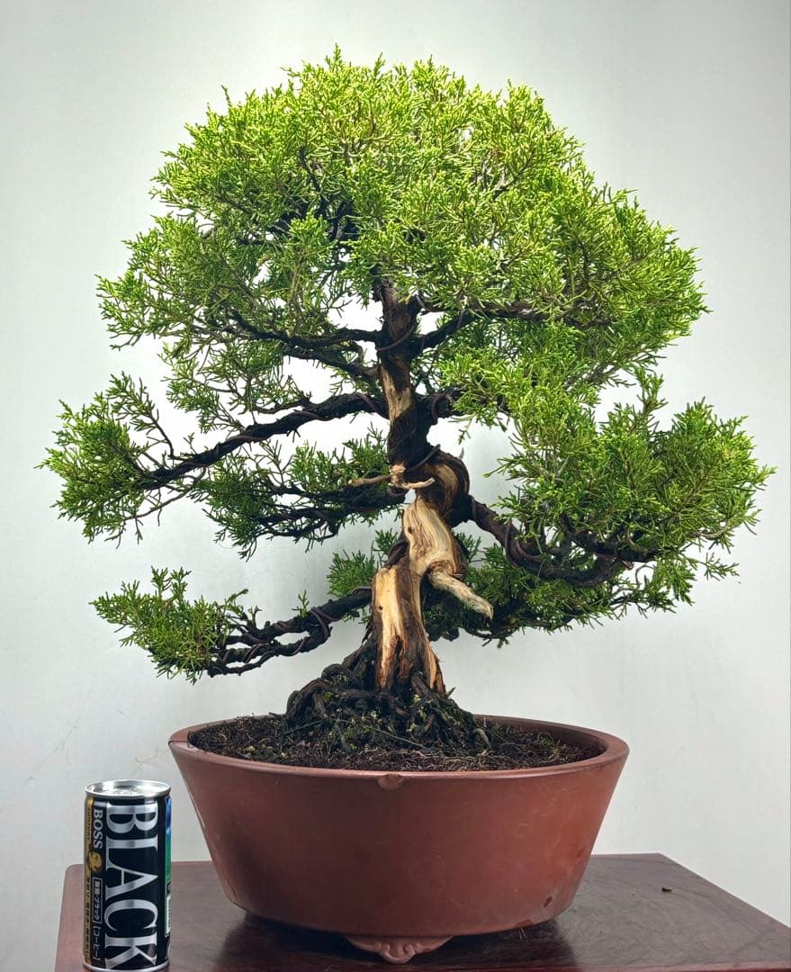 盆*人様 真柏盆栽♧