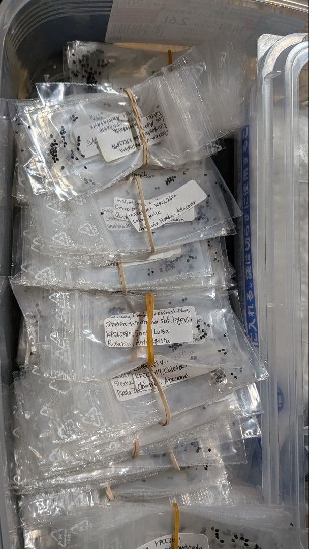 コピアポア　発芽確認済み　KPCLナンバー種子　１０種１０粒ずつセット