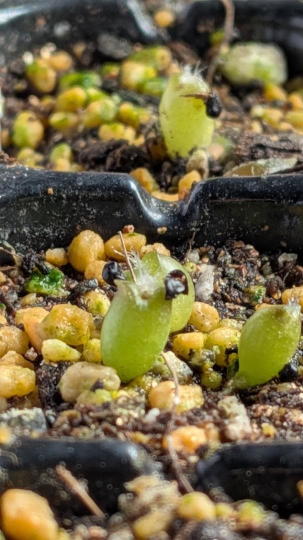 コピアポア　発芽確認済み　KPCLナンバー種子　１０種１０粒ずつセット