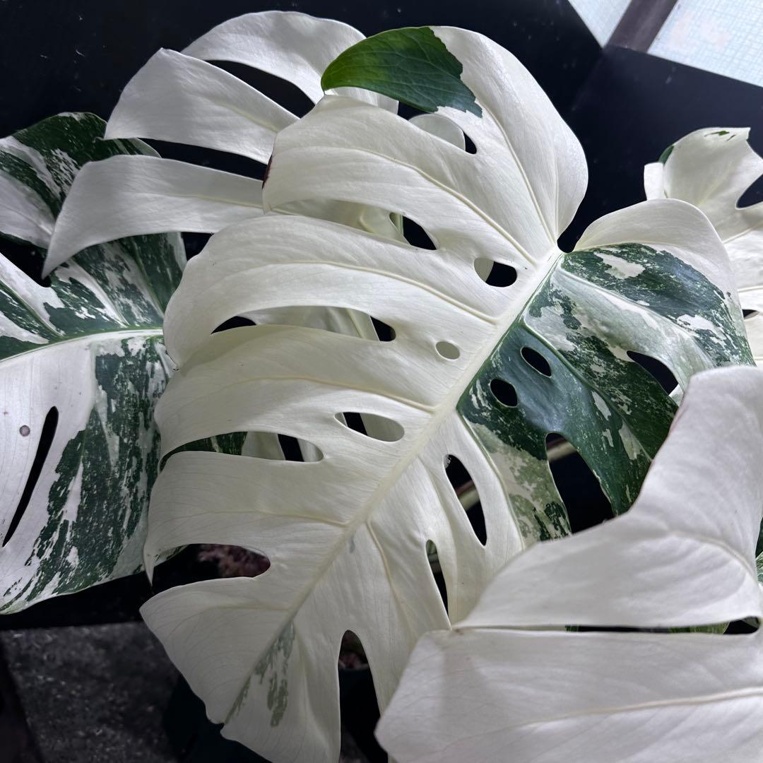n*゜様 斑入りモンステラ ホワイトタイガー極美大株63cm白斑多
