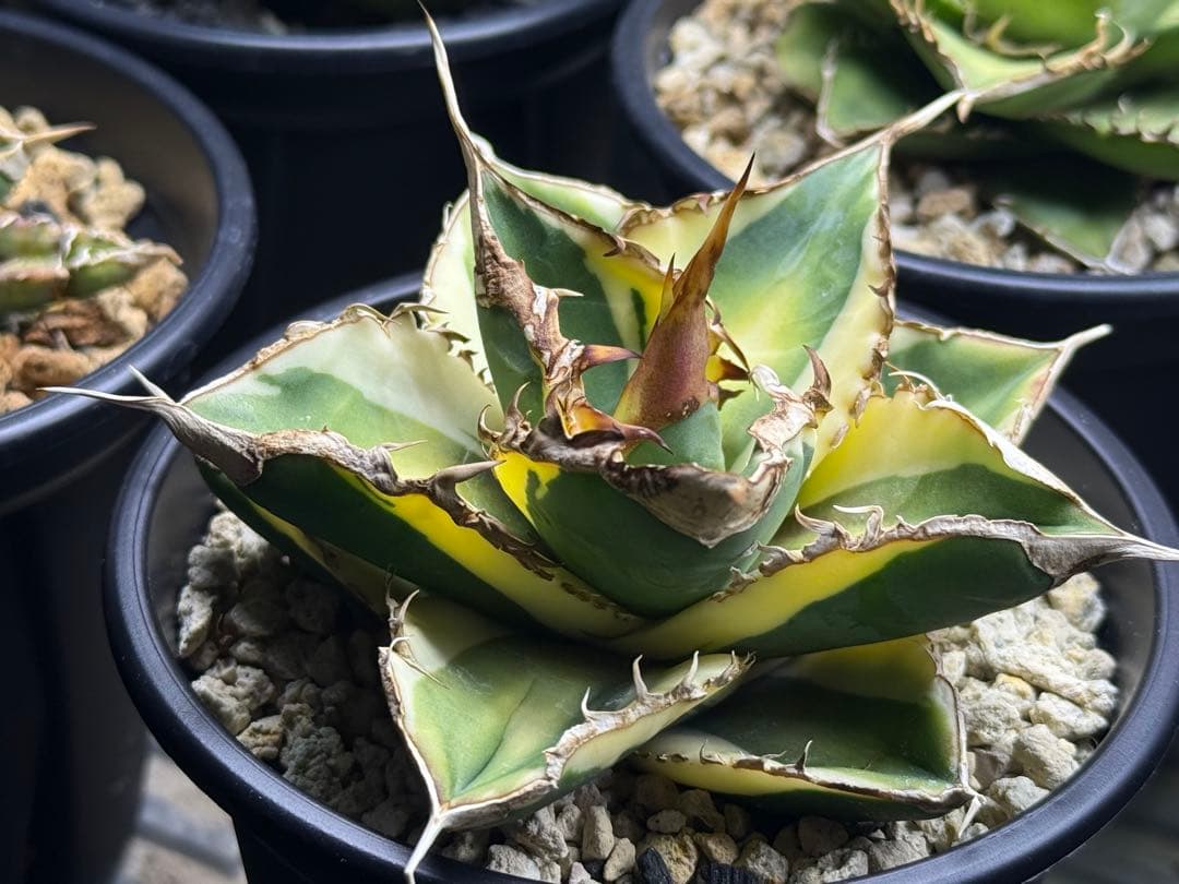 アガベ オテロイ　緑幽霊錦