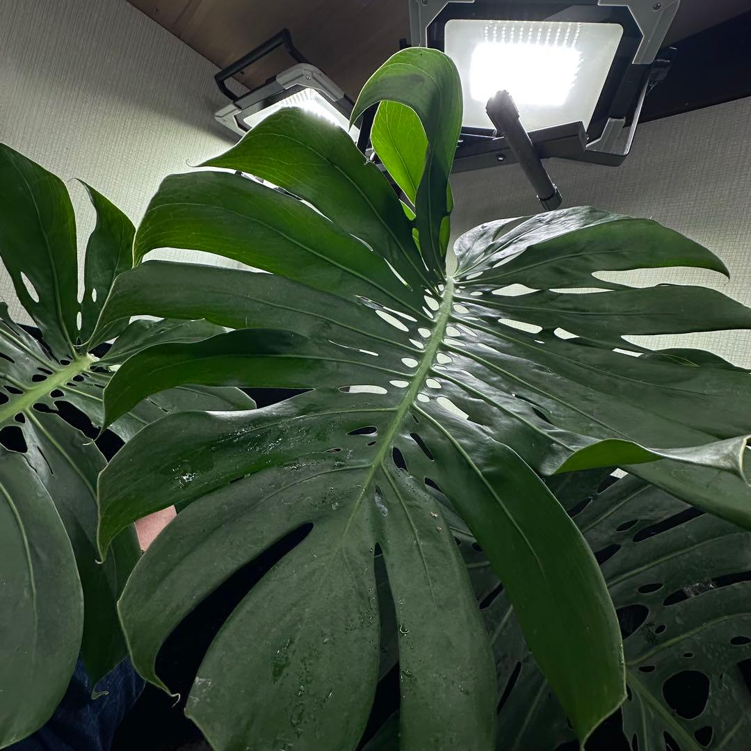 モンステラデリシオーサマクロコズム大型葉希少系統鉢植え高さ79㎝超大株