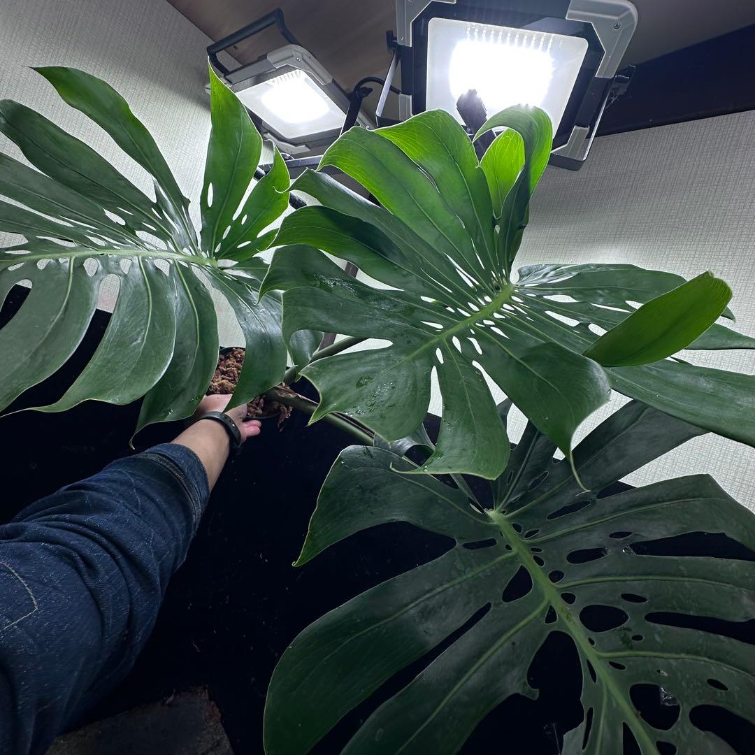モンステラデリシオーサマクロコズム大型葉希少系統鉢植え高さ79㎝超大株