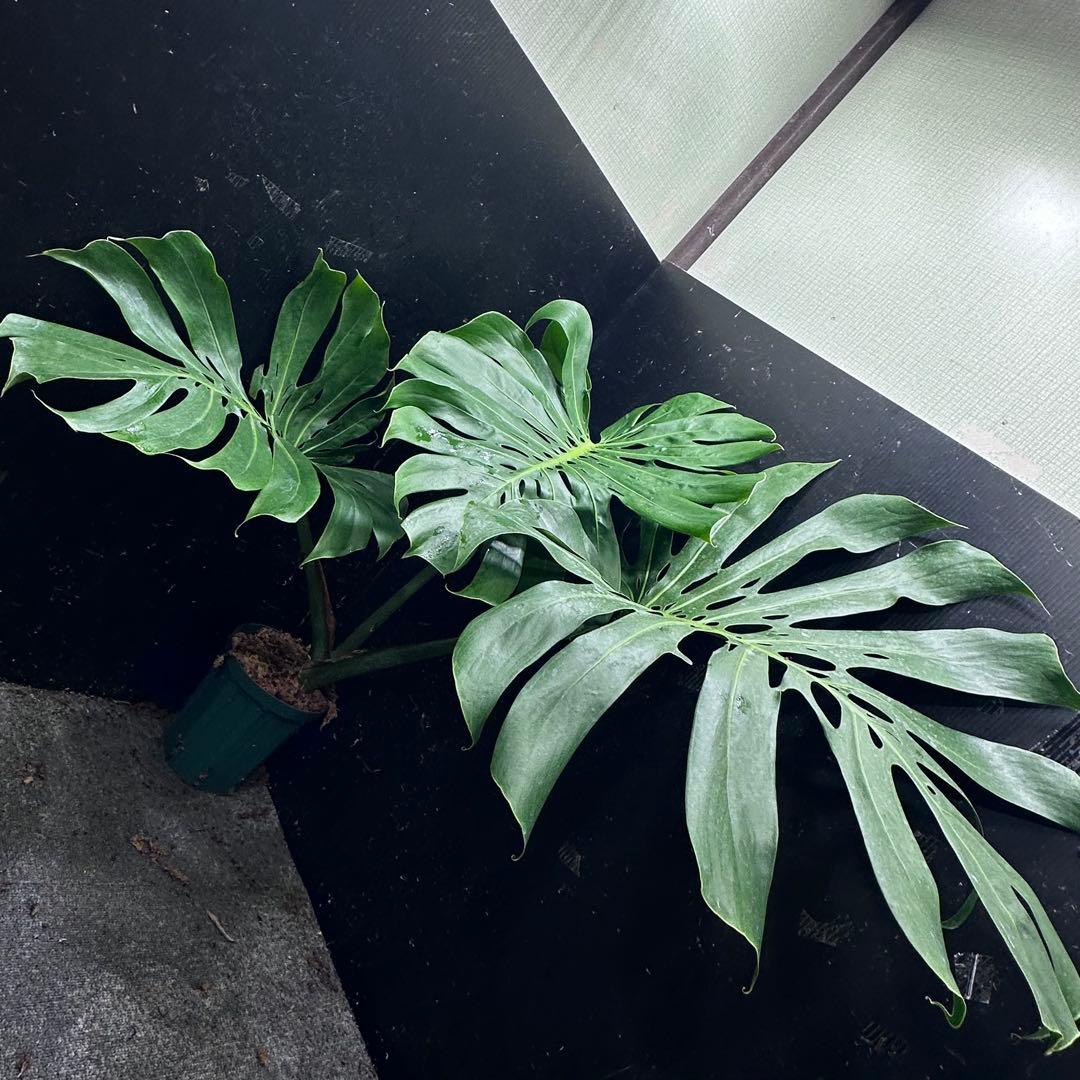 モンステラデリシオーサマクロコズム大型葉希少系統鉢植え高さ79㎝超大株
